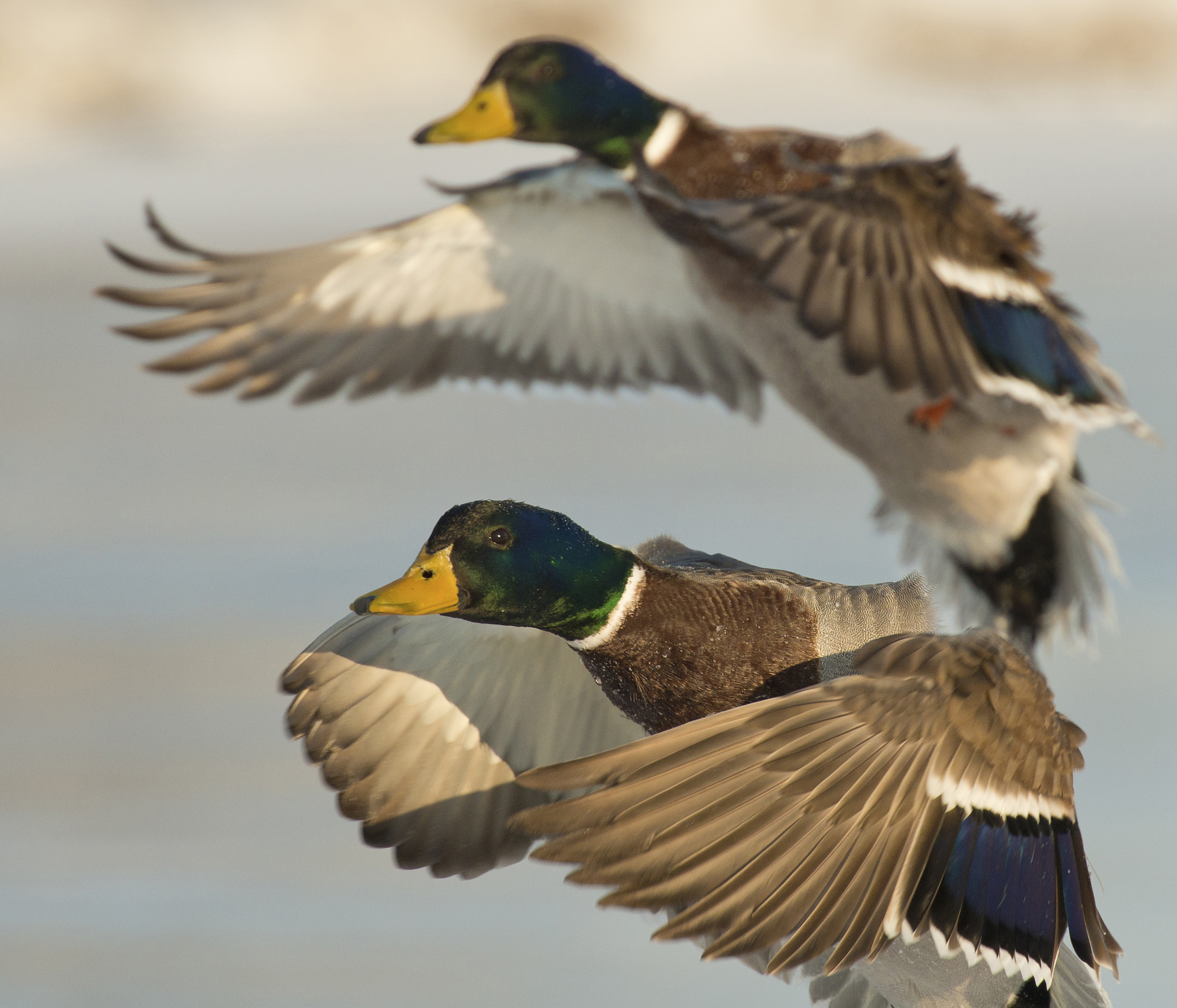 Blackwater Wildlife Refuge